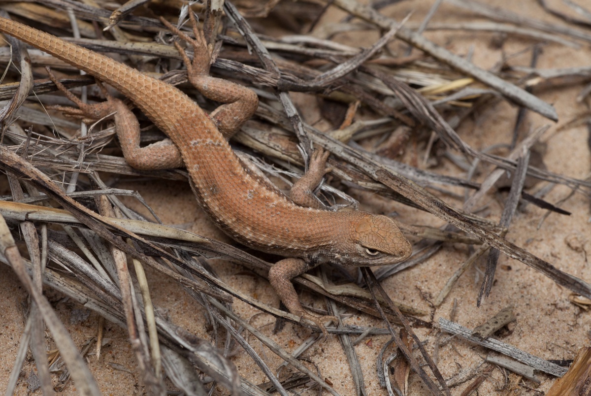 Texas Monthly – Texas lizard added to endangered species list over the oil and gas industry’s objections