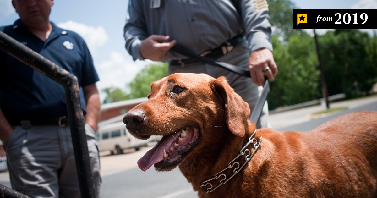 Proposition 10 would allow Texas police dogs to be adopted by handlers |  The Texas Tribune