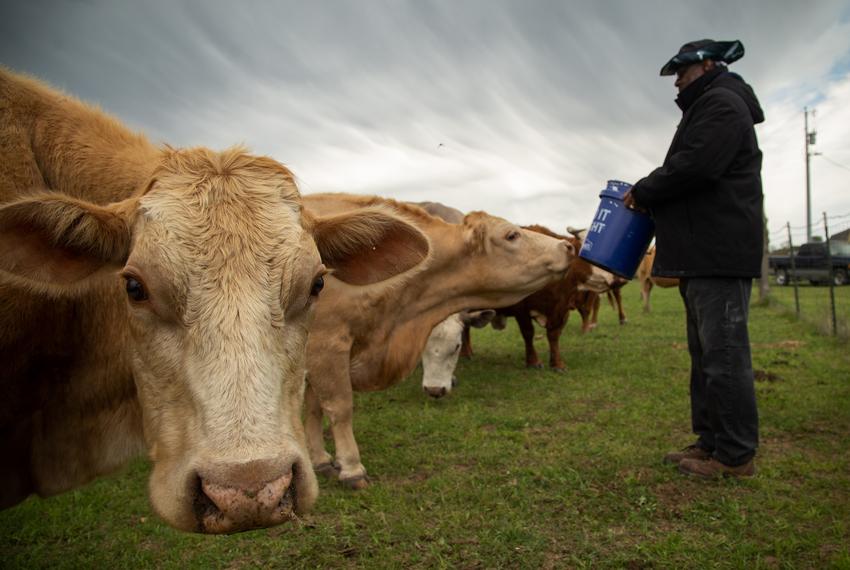 Lamont Powell feeds his cows on his wife's ranch in Cedar Creek, on March 28, 2021. Powell says that feeding his cows, which he describes as "just giant dogs", is one of his favorite pastimes.