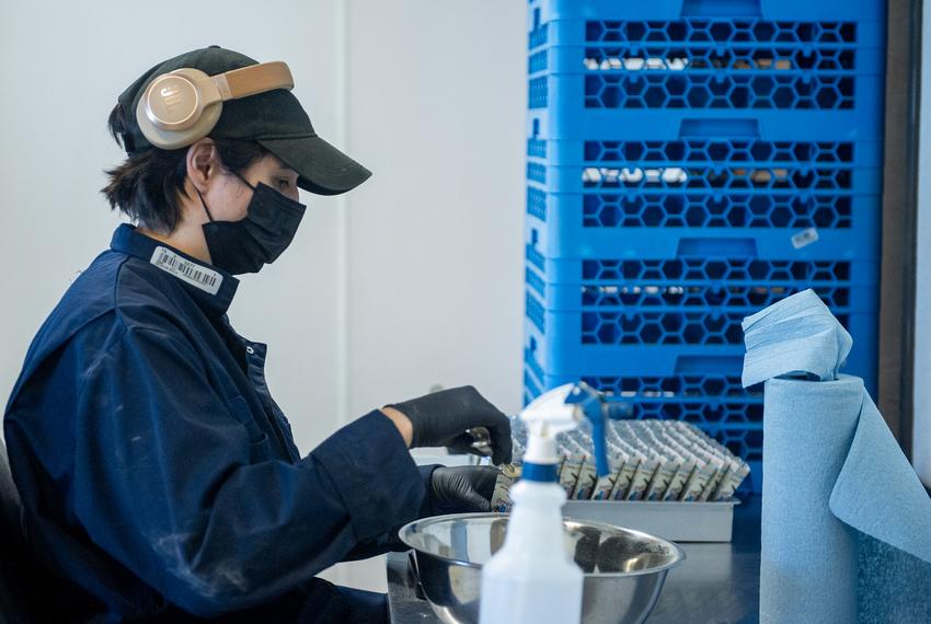 A worker places spoonful of Kratom into a package during a tour of the 1836 Kratom warehouse and headquarters Friday, Aug. 8, 2025 in Pflugerville, TX