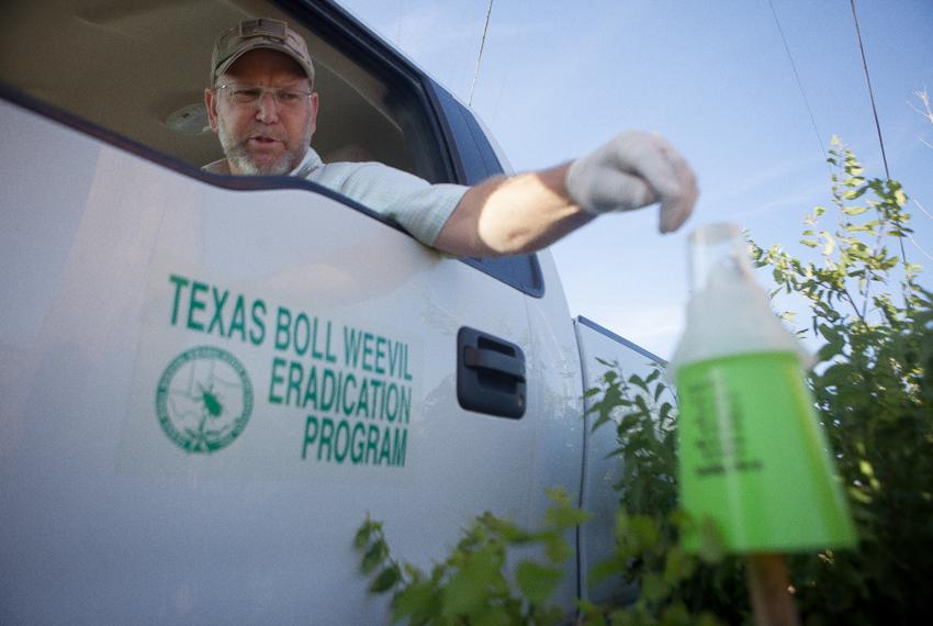 Field Unit Manager Stephen Daniel of the Texas Boll Weevil Eradication Program checks a boll weevil trap located adjacent to a cotton field in Mustang Ridge, Texas, Aug. 14, 2013.  Daniel uses a TBWEP pickup truck as a mobile office where he weekly checks dozens of traps for the pest insect outside of Austin.