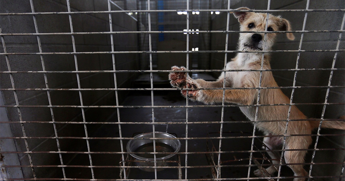 Texas law bars animal cruelty offenders from owning animals for five