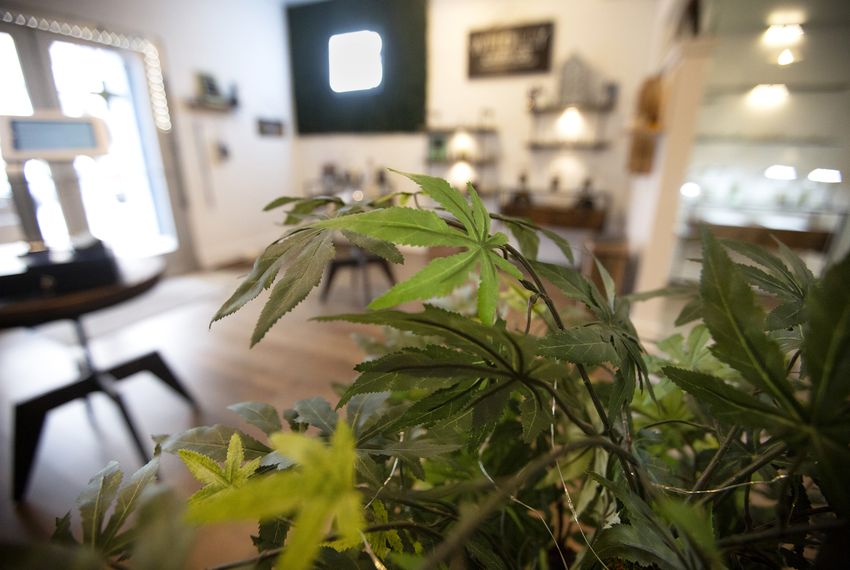 A hemp plant inside of the Custom Botanical Dispensary in Austin. Stores selling CBD products are popping up across Texas.