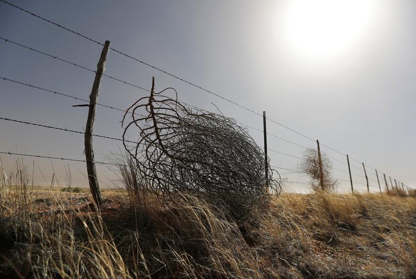 Tumbleweeds cover Wolfforth neighborhood, streets in west Texas