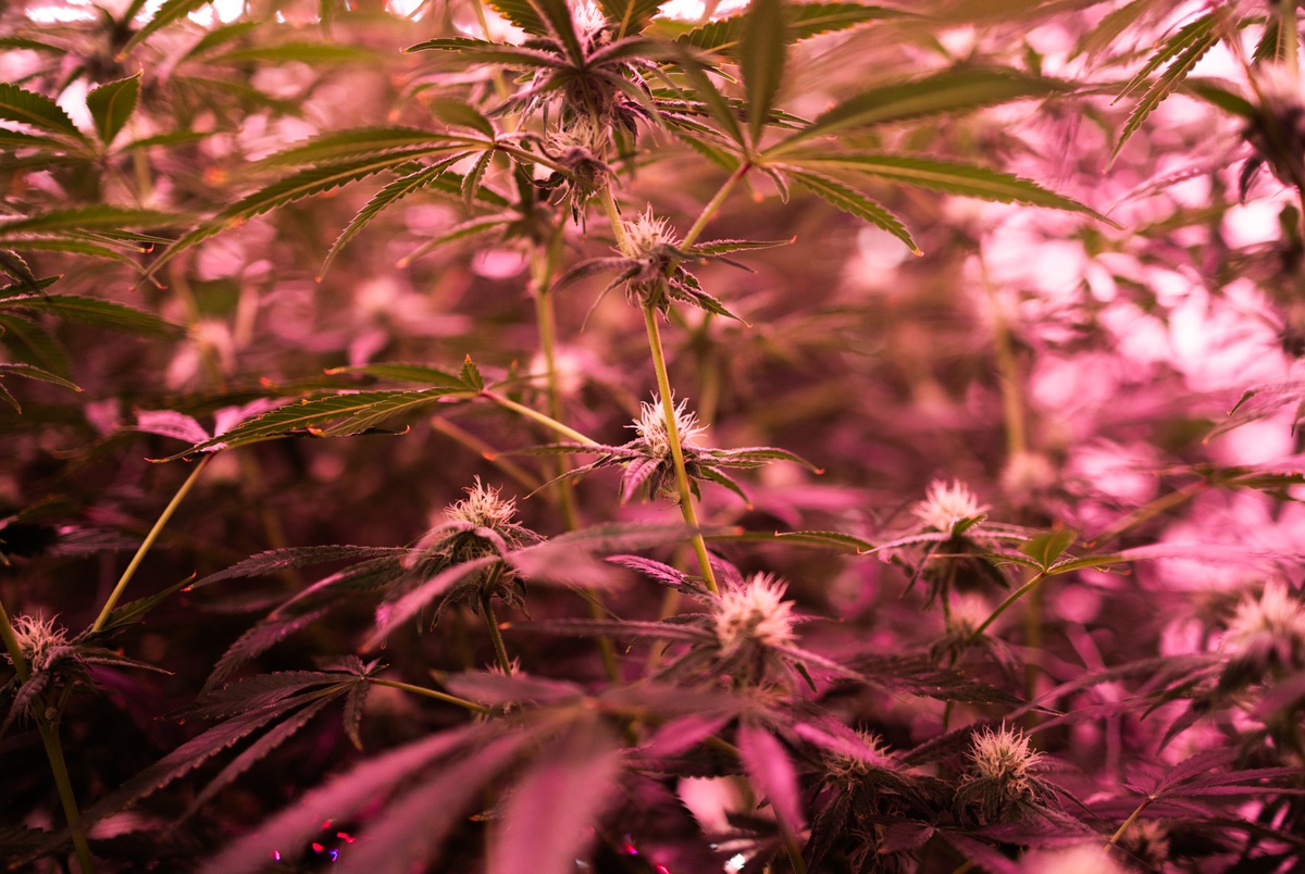 Texas Monthly – With prospects of a THC ban eroded, Texas hemp industry supports age restrictions, more regulation enforcement