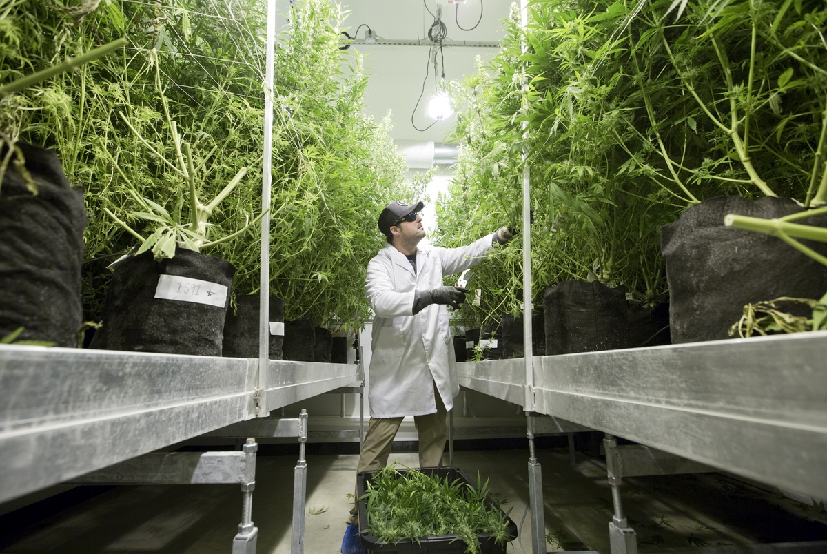 Medical cannabis in Texas would expand under House bill ...