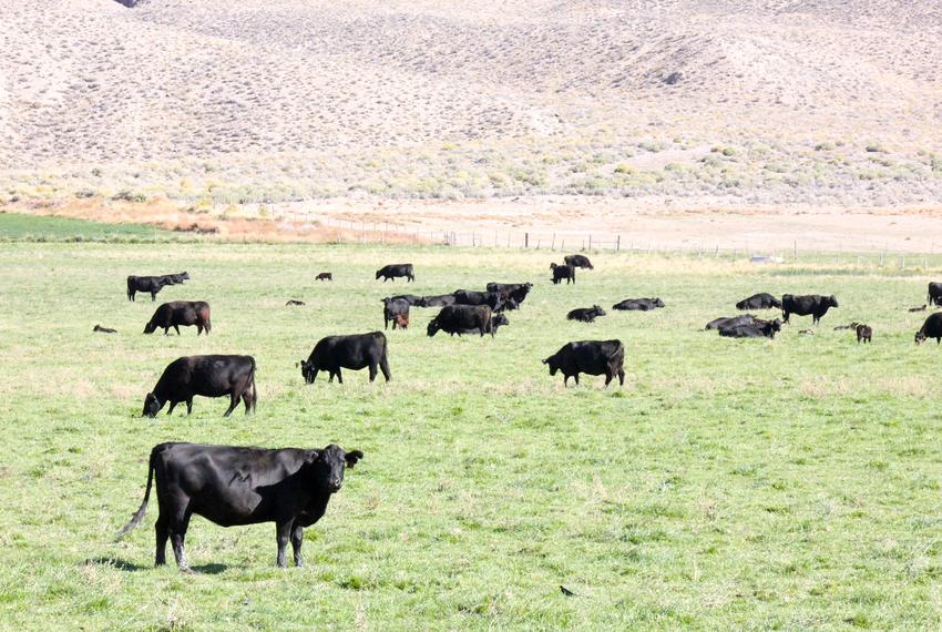 Cows in a field in the Nevada desert.