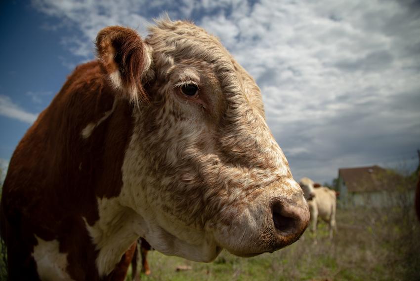 Cows feed on grass and food pellets at Powell's ranch in Cedar Creek, on March 28, 2021.