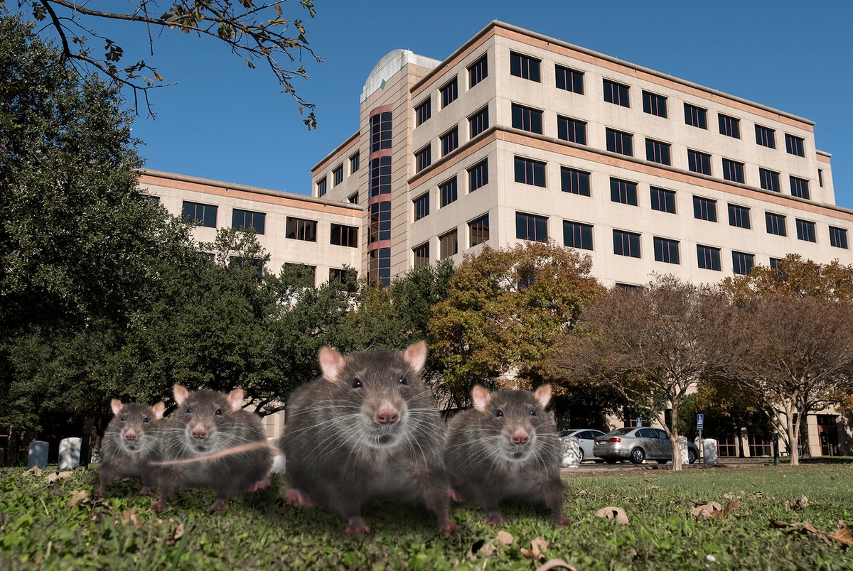 Texas Health Regulators Overrun By Several Hundred Rats At Austin Headquarters The Texas Tribune