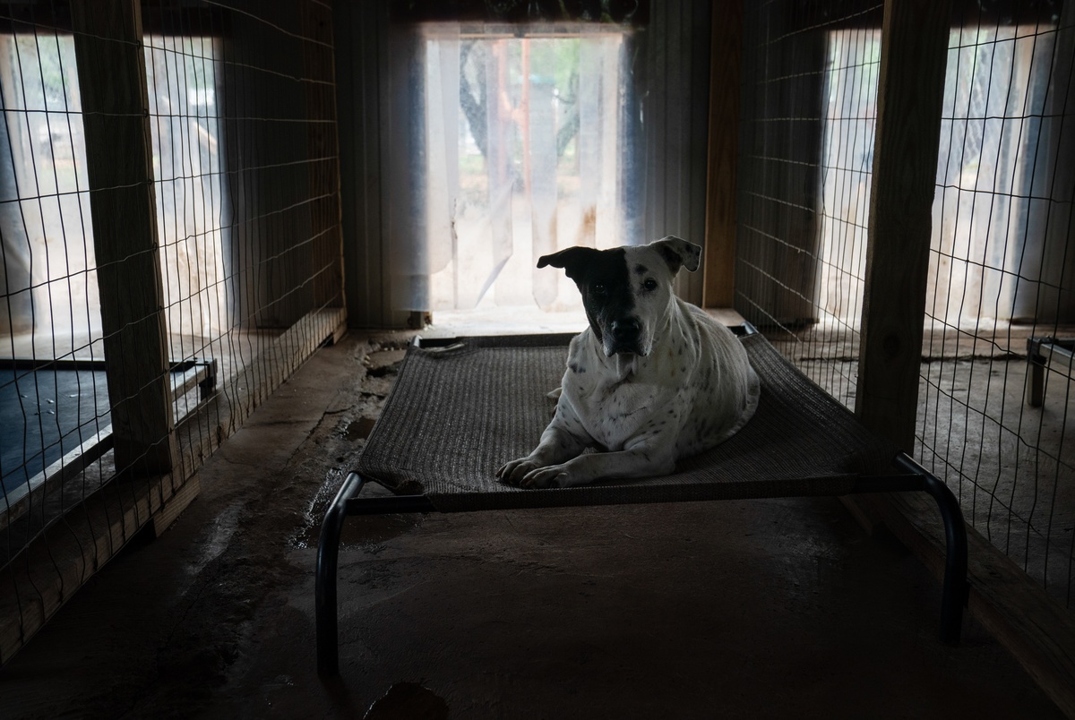 Texas Monthly – The Rio Grande Valley’s pet population is out of control. Will a proposed limit in one city help?