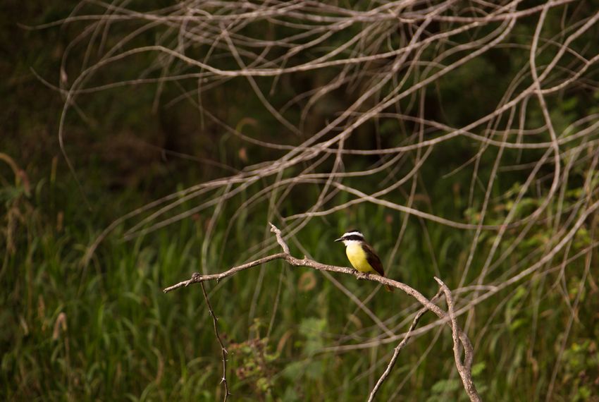 A Kisskadee perches at Resaca de la Palma, a World Birding Center Texas state park. Birding tourism, a huge industry in the Rio Grande Valley, could be affected by negative environmental impacts of the border wall.