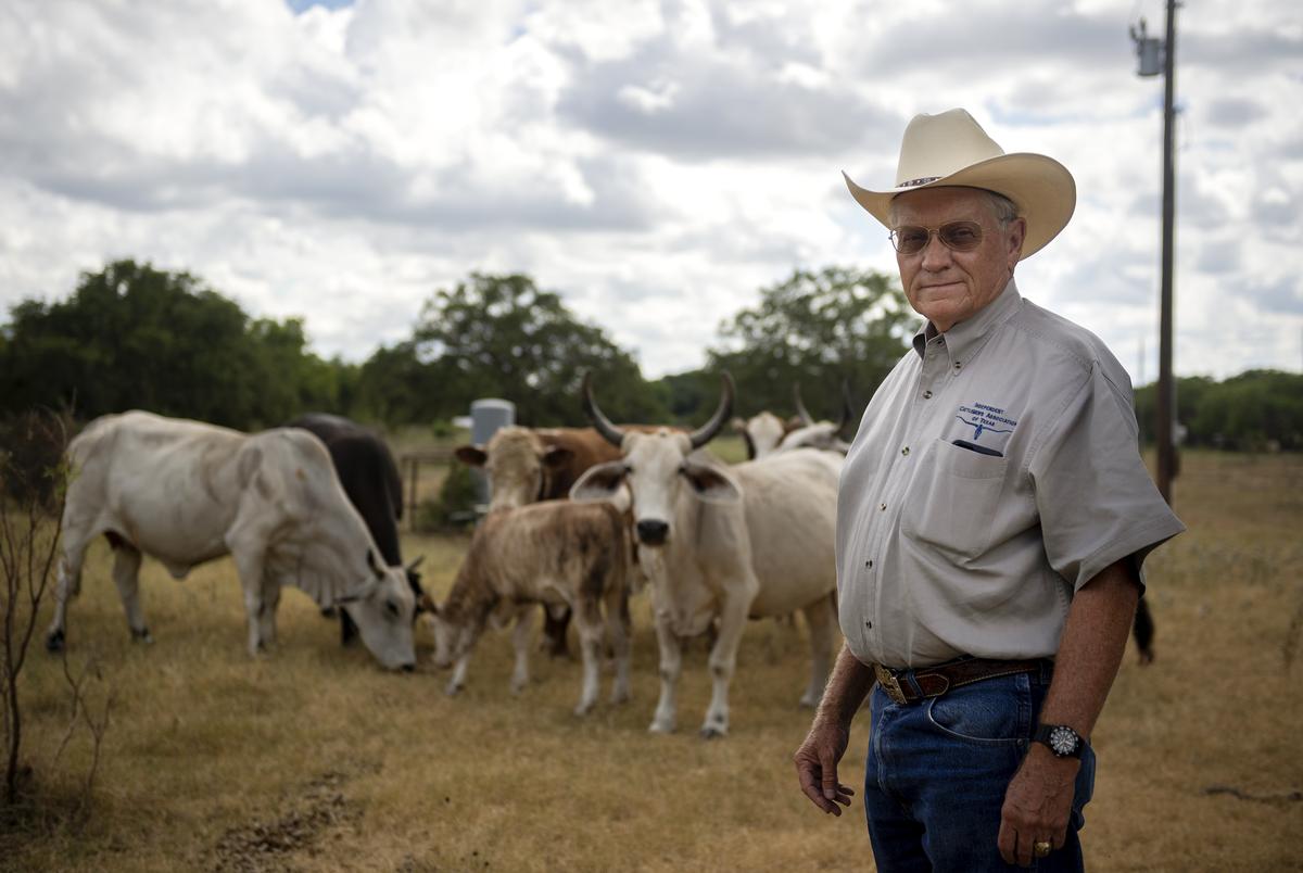 Bill Hyman, executive director of the Independent Cattlemen’s Association of Texas, with cattle at his ranch in Austin on July 21, 2020.