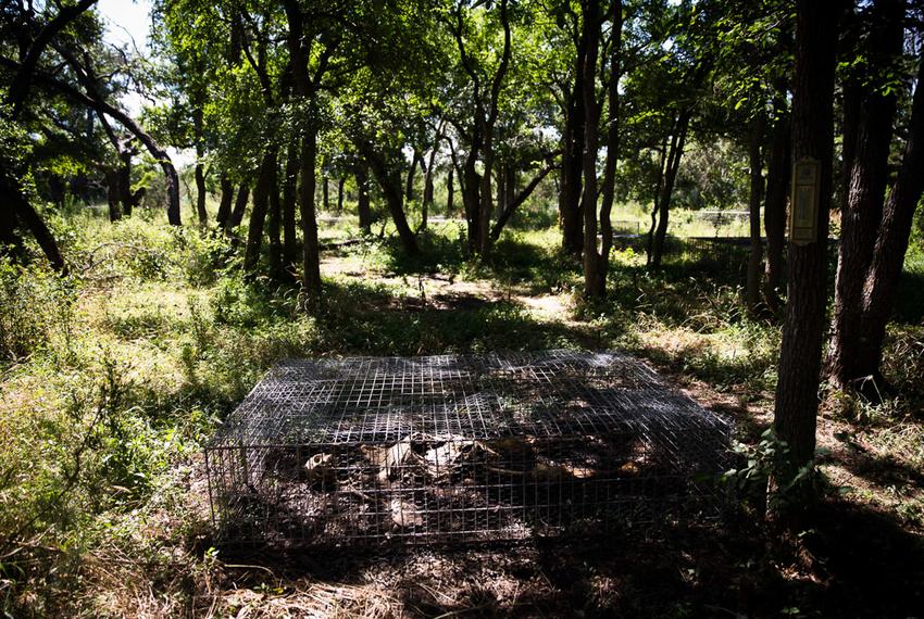 Researchers study the decay of human corpses at the 26-acre outdoor human decomposition laboratory run by the Forensic Anthropology Center at Texas State University.