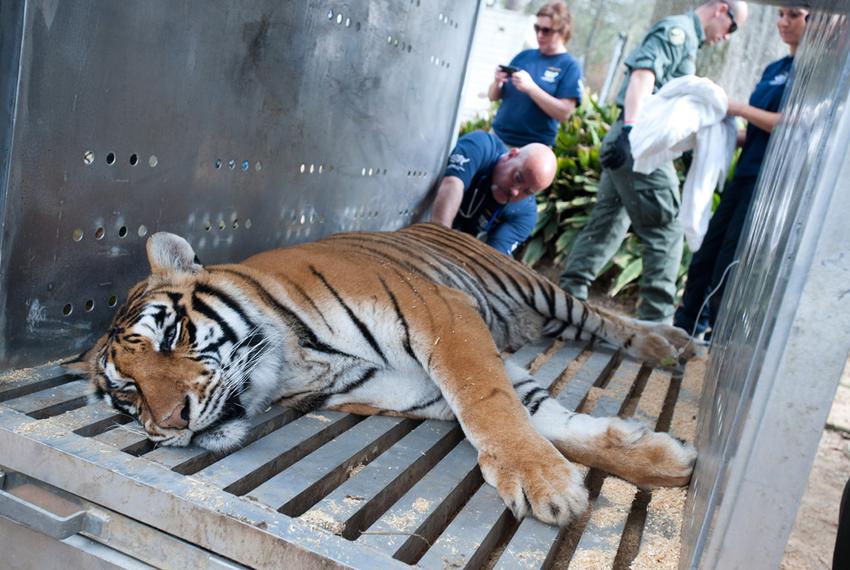 The Humane Society of the United States is working with the Mississippi Department of Wildlife, Fisheries and Parks, Carolina Tiger Rescue, Wildlife Rescue & Rehabilitation and Born Free USA Primate Sanctuary to rescue 11 exotic animals from the Collins Zoo.