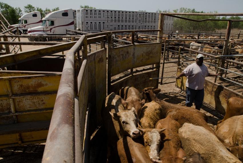 Federal USDA workers inspect Mexican cattle for fever ticks before admitting them into the country. If a single tick is found, the entire herd must be quarantined and sent back to the rancher.