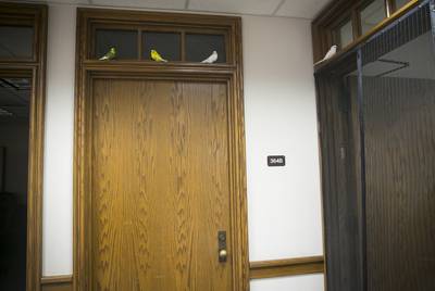 Parakeets perch on moulding on the third floor of the Moore/Connally Building in College Station on Friday, Aug. 9, 2019.