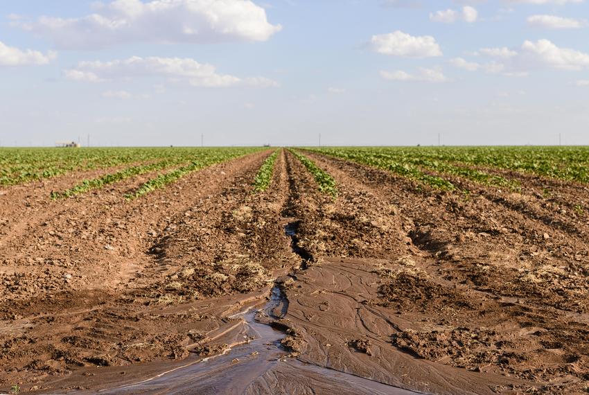 Cotton fields near the High Plains town of Ralls, about 30 miles east of Lubbock, on Wednesday, June 22, 2022. Like much of Texas, the High Plains and Panhandle are facing drought conditions and extraordinary heat.