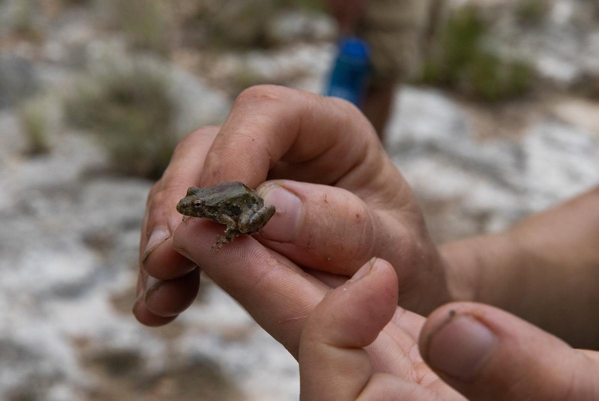 Heather Hannusch, Natural Resources Coordinator at Texas Parks and Wildlife Department, holds a Blanchard’s cricket frog, found during a herp search at Yancey Creek in what will become Post Oak Ridge State Park, a newly acquired park near Lampasas, Texas, on Thursday, June 5, 2025. The park’s acquisition marks the first since $1 billion dollars were allocated to buy more land for the state parks system as part of the Centennial Parks Conservation Fund, approved by the state legislature in 2023. Before development can begin, survey teams collect samples and information regarding the environment and wildlife at the newly acquired land.