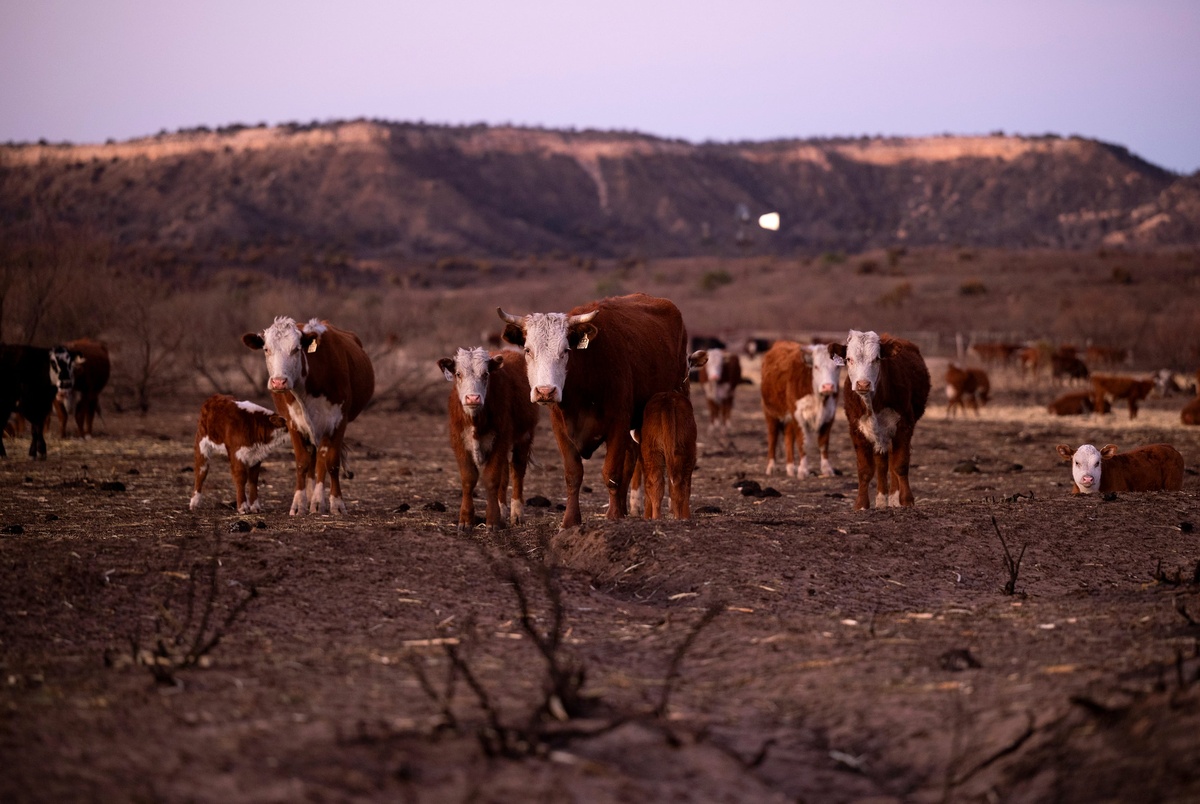 Texas Monthly – First human case of bird flu in Texas detected after contact with infected dairy cattle