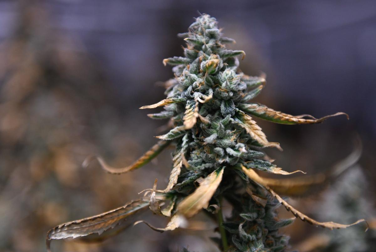 Hemp plants are seen at Caprock Family Farms, Friday, May 23, 2025, in Lubbock.