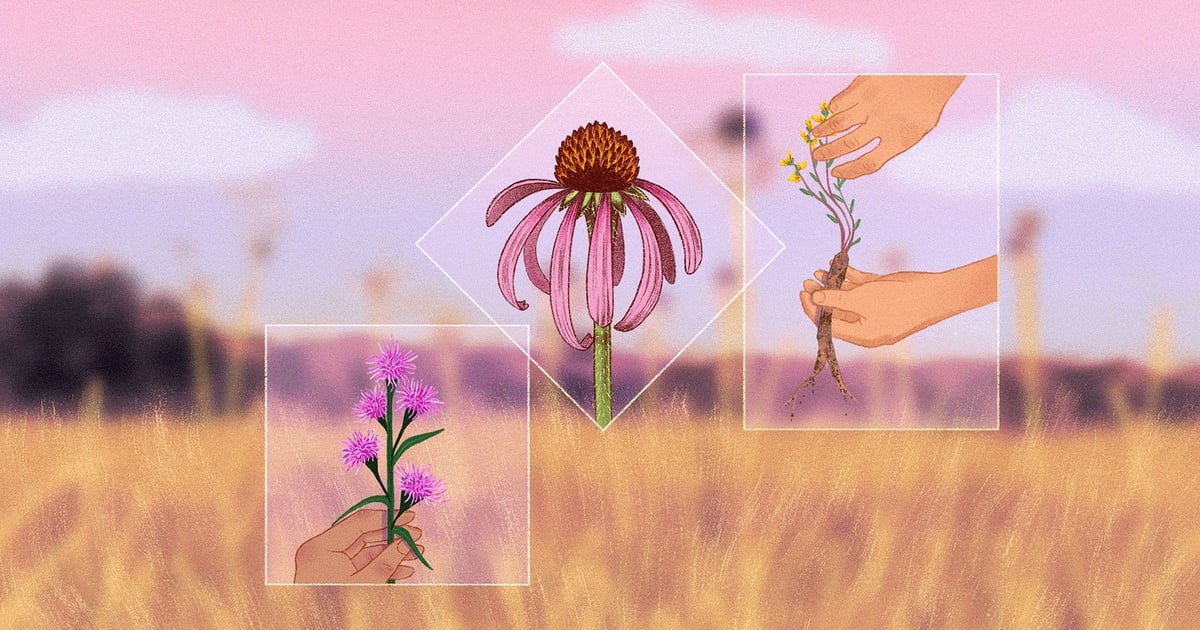 Group toils to save a Texas prairie from “silent extinction”