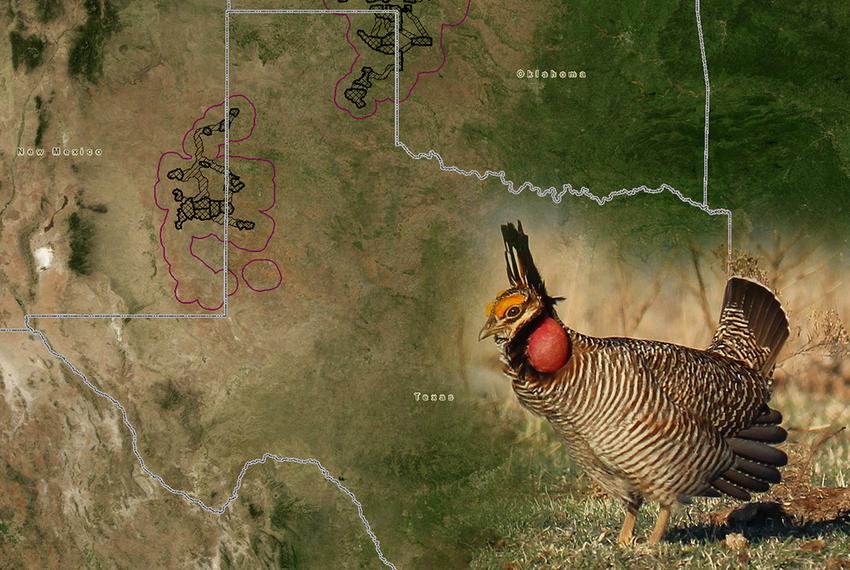 The lesser prairie chicken roams in the circled areas above, according to research by state environmental officials and scientists.