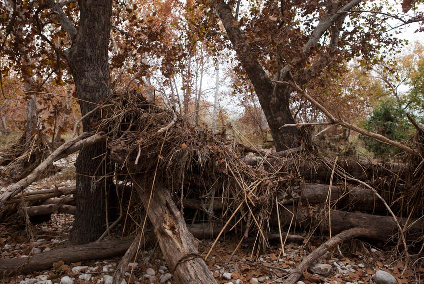 A look at tree trunks and brush that washed down from the cliffs during a flood on the Dolan Falls Preserve.