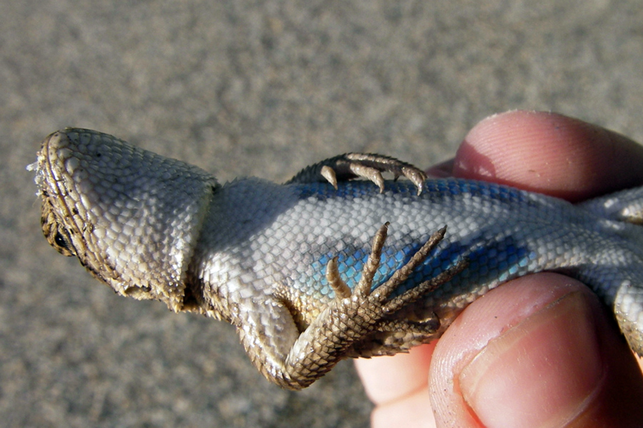 Oilfield Sand Miners Encroaching On Threatened West Texas Lizard