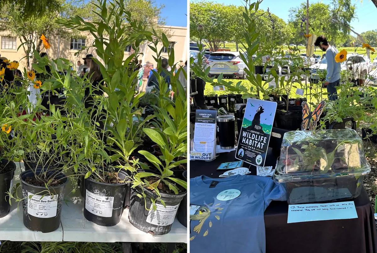 From left: Plants for sale at Native Plants and Prairies Day at White Rock Lake in Dallas. Monarch caterpillars crawl through a plastic container on display at the Texas Conservation Alliance’s booth during a native prairie event at White Rock Lake. The organization annually cultivates thousands of seedlings at its Native Plant Propagation Center at the Dallas Zoo.