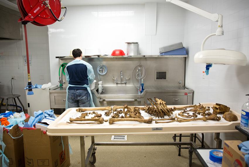 Senior Eastman Barnard processes a cranium after the body has decomposed at the Texas State facility on Freeman Ranch.