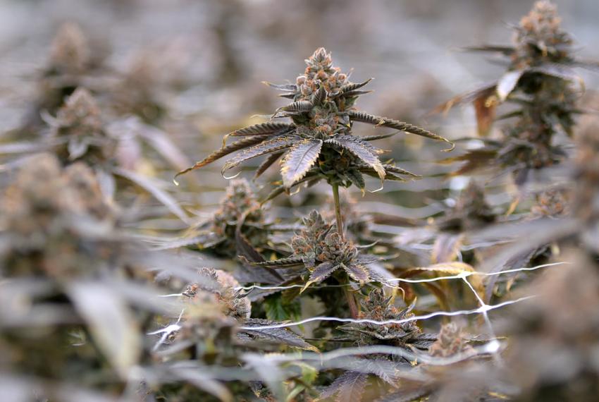 Hemp plants are seen at Caprock Family Farms, Friday, May 23, 2025, in Lubbock.