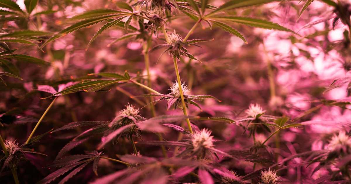 With prospects of a THC ban eroded, Texas hemp industry supports age restrictions, more regulation enforcement