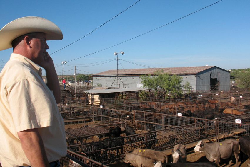 As Drought Intensifies, Texas Ranchers Sell Cattle The Texas Tribune