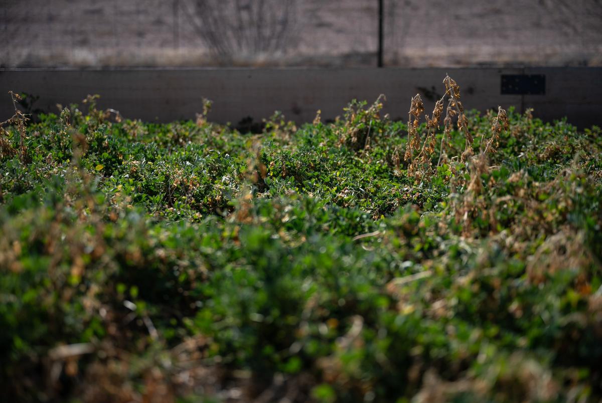 The alfalfa garden patch at the Texas Pacific Water Resources research and development project site on Friday, Feb. 14, 2025, outside of Midland.