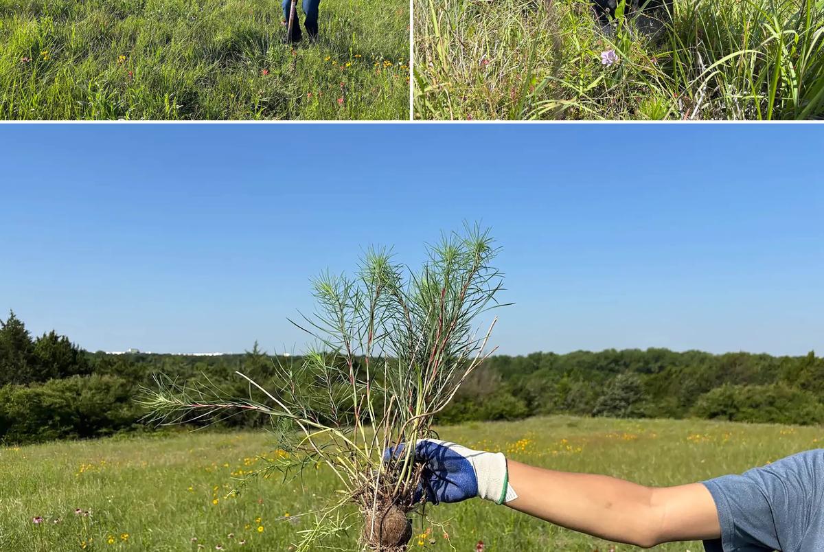 Max Yan (top, with shovel) and other members of the Blackland Prairie Restoration Crew at St. Mark’s School rescue plants at Coneflower Crest, a prairie in southern Dallas slated for demolition.