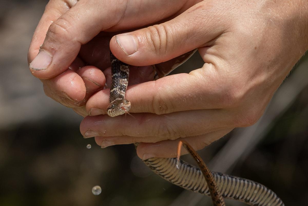 Heather Hannusch, Natural Resources Coordinator at Texas Parks and Wildlife Department, holds a plain bellied water snake, captured, recorded and released at Yancey Creek during an aquatic sampling in what will become Post Oak Ridge State Park, a newly acquired park near Lampasas, Texas, on Thursday, June 5, 2025. The park’s acquisition marks the first since $1 billion dollars were allocated to buy more land for the state parks system as part of the Centennial Parks Conservation Fund, approved by the state legislature in 2023. Before development can begin, survey teams collect samples and information regarding the environment and wildlife at the newly acquired land.