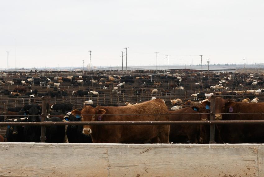 Thousands of cattle spend their final months at feed yards like this one, located in Hale Center.