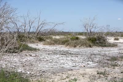 Dead trees, grass and mineral deposits cover an area of the Peeler Ranch that Jason Peeler alleges has been destroyed by the San Miguel Electric Cooperative. April 26, 2019.