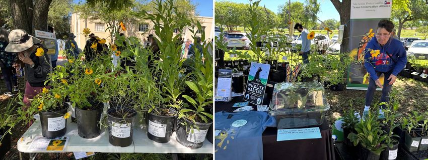 From left: Plants for sale at Native Plants and Prairies Day at White Rock Lake in Dallas. Monarch caterpillars crawl through a plastic container on display at the Texas Conservation Alliance’s booth during a native prairie event at White Rock Lake. The organization annually cultivates thousands of seedlings at its Native Plant Propagation Center at the Dallas Zoo.