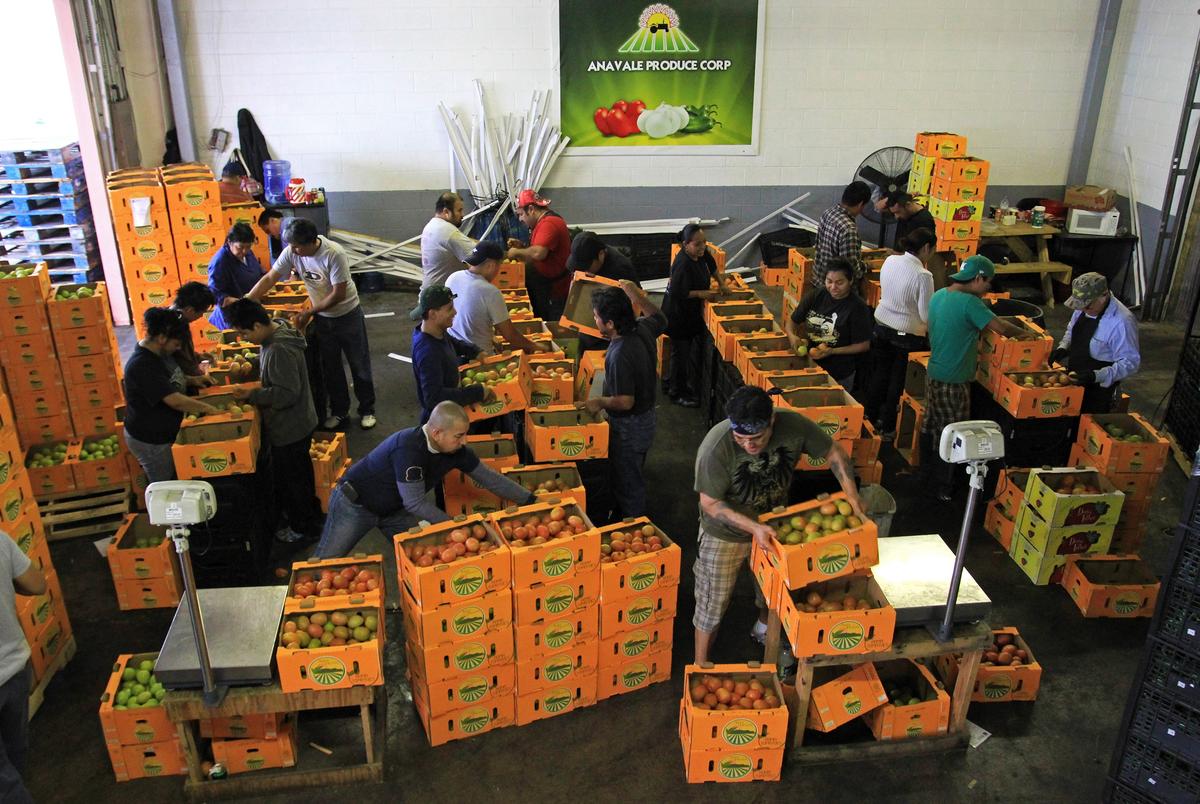 Employees at Anavale Produce in Pharr sort tomatoes for shipment in 2012. The produce comes from the Comarca Lagunera region of Mexico.
