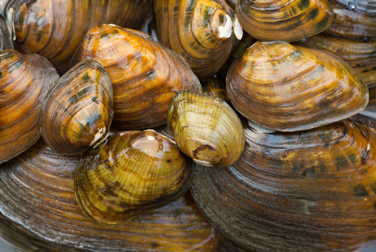 Texas Monthly – Six Texas freshwater mussels, the “livers of the rivers,” added to endangered species list