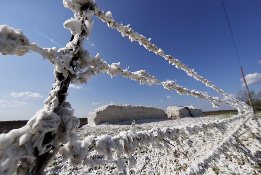 Cotton crop ruined by Harvey in Refugio County, about 6 miles south of Refugio on US 77, on Wednesday, Aug. 30, 2017.