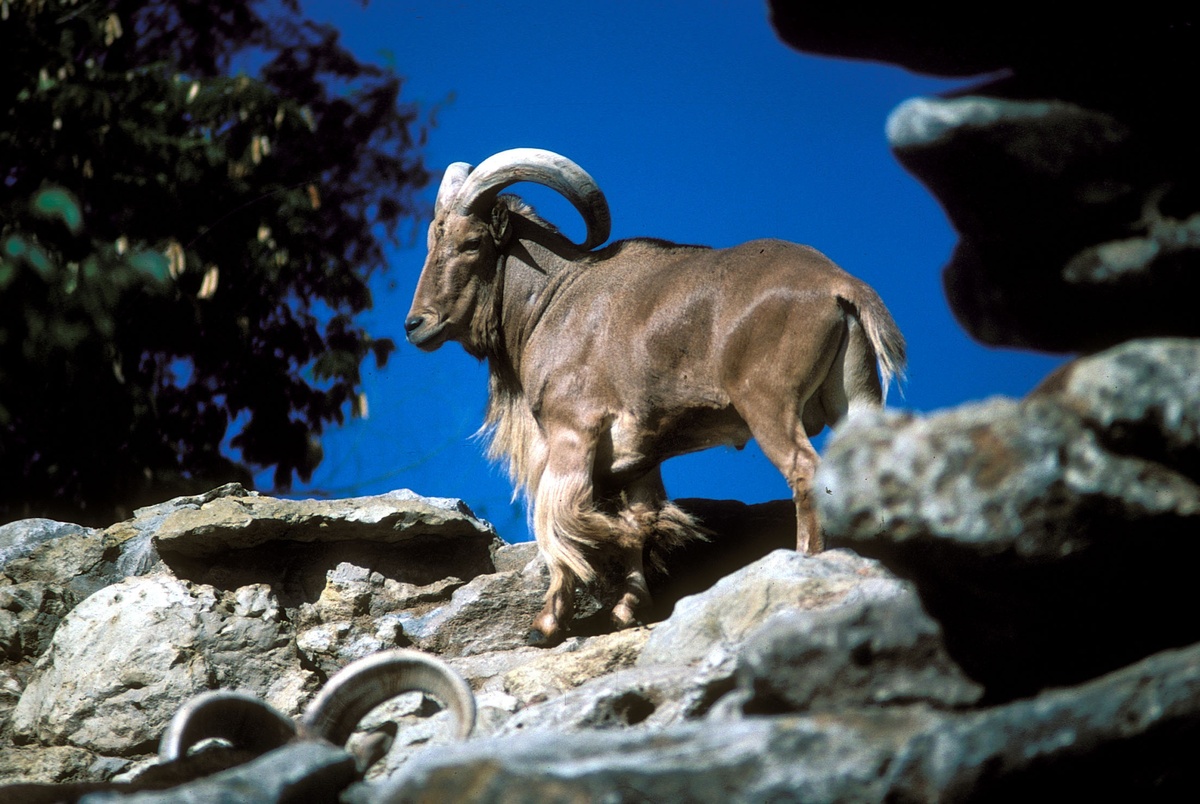Texas Monthly – Texas legalizes shooting invasive sheep from a helicopter for sport