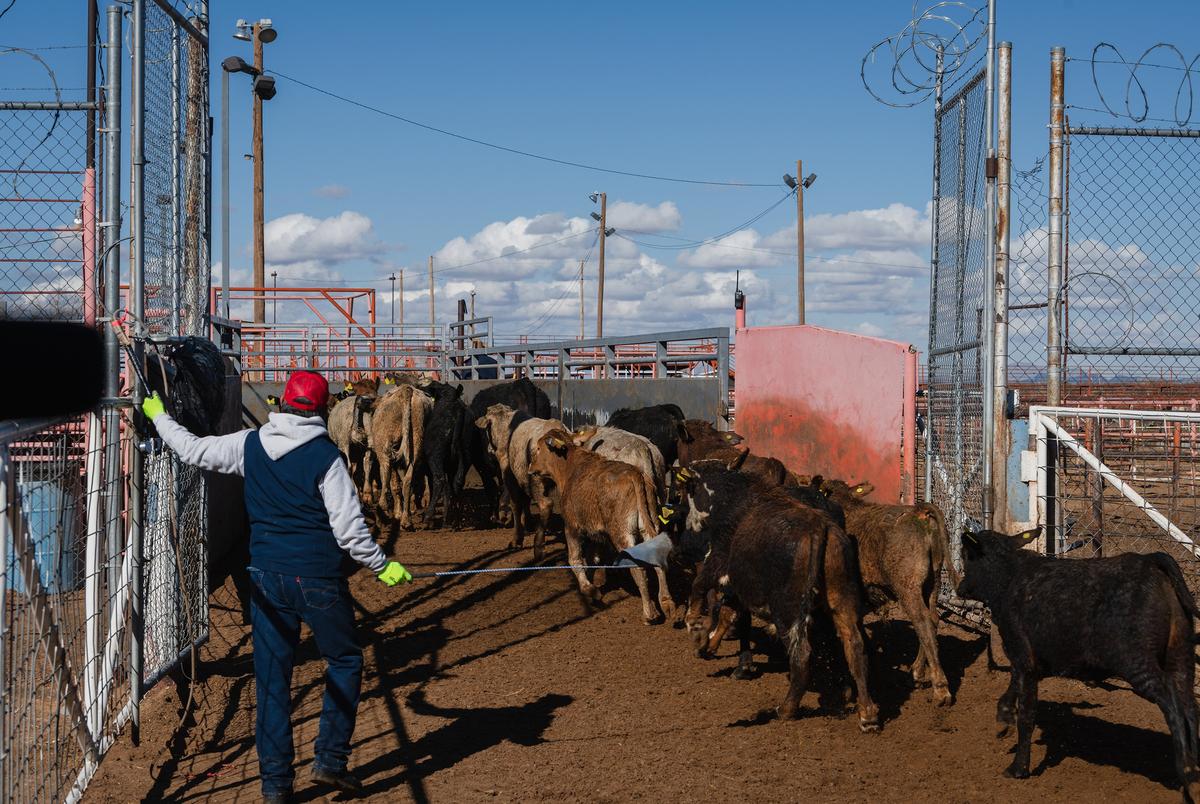 Cattle are brought across the U.S.-Mexico border at the livestock import/export facility in Santa Teresa, New Mexico on January 22, 2021.