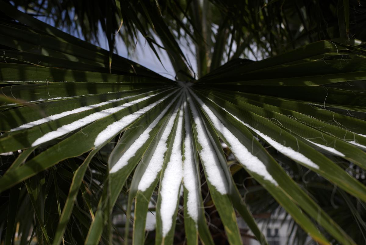 Snow gathers on palm leaves in Houston on Feb. 15, 2021.
