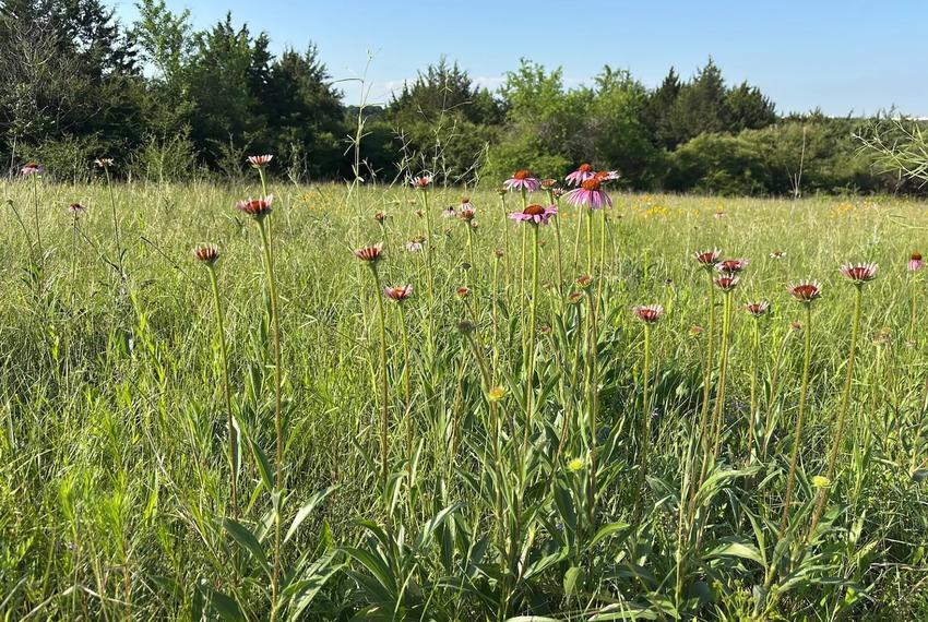 Narrow-leaved coneflowers dapple a prairie on a late spring morning in southern Dallas.