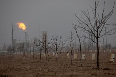 Oil wells and flares border the tract where David Shifflett grows pecan trees on Jan. 30, 2023.