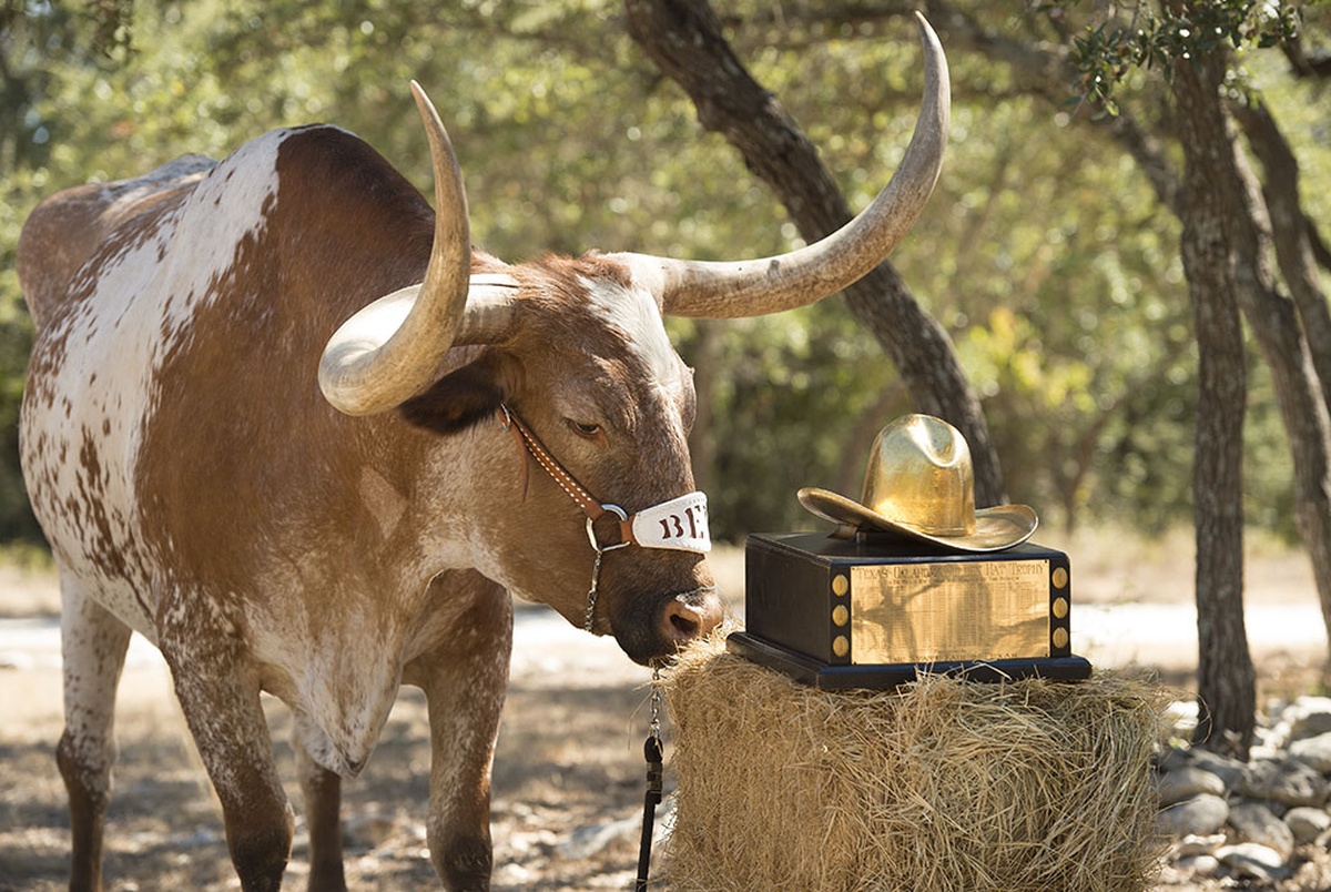 texas-longhorns-mascot-bevo-has-retired-the-texas-tribune