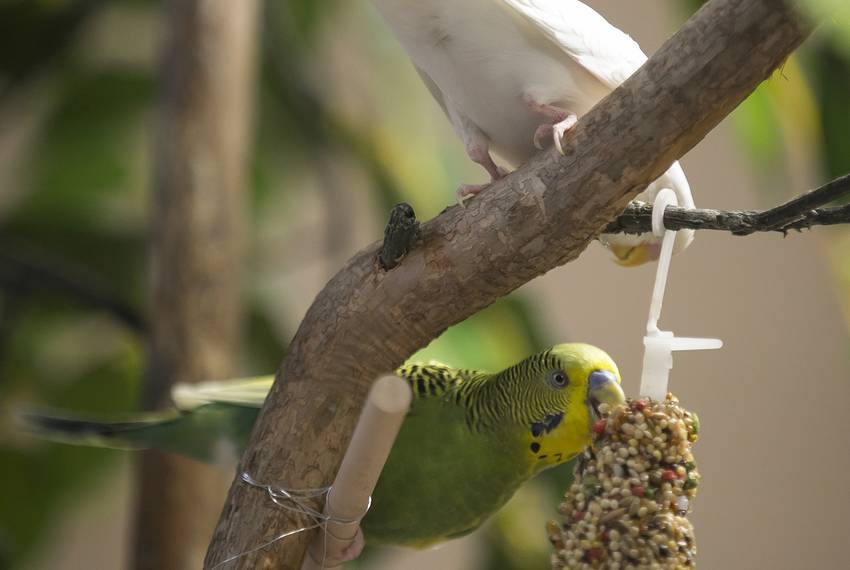 Parakeets peck at a special seed treat bought and hung by A&M employee Dorothy Thompson in the Moore/Connally Building in College Station on Wednesday, Aug. 13, 2019.