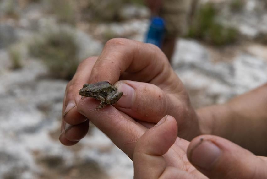 Heather Hannusch, Natural Resources Coordinator at Texas Parks and Wildlife Department, holds a Blanchard’s cricket frog, found during a herp search at Yancey Creek in what will become Post Oak Ridge State Park, a newly acquired park near Lampasas, Texas, on Thursday, June 5, 2025. The park’s acquisition marks the first since $1 billion dollars were allocated to buy more land for the state parks system as part of the Centennial Parks Conservation Fund, approved by the state legislature in 2023. Before development can begin, survey teams collect samples and information regarding the environment and wildlife at the newly acquired land.